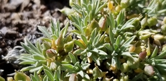 Cusickiella douglasii