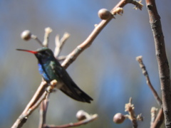 Cynanthus latirostris