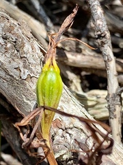 Cryptostylis subulata