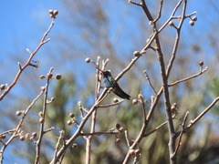 Cynanthus latirostris