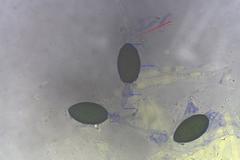 Podospora anserina