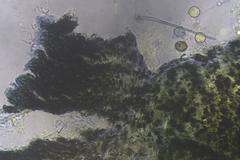 Podospora anserina