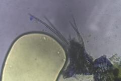 Podospora anserina