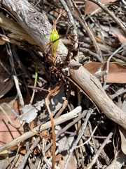 Cryptostylis subulata