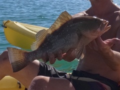 Epinephelus morio