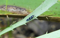 Balacha melanocephala