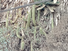 Trichocereus chiloensis litoralis