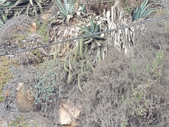 Trichocereus chiloensis litoralis