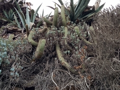 Trichocereus chiloensis litoralis