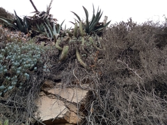 Trichocereus chiloensis litoralis