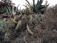 Trichocereus chiloensis litoralis