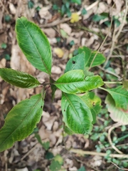 Deeringia polysperma