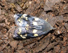 Hyblaea occidentalium