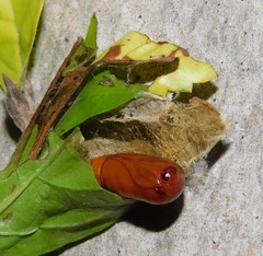 Hyblaea occidentalium