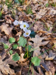 Cardamine pachystigma dissectifolia