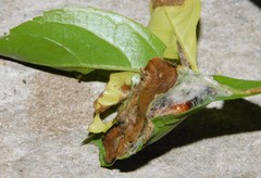 Hyblaea occidentalium