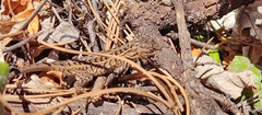 Sceloporus samcolemani