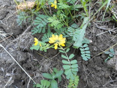 Securigera securidaca