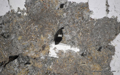 Apus affinis