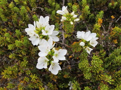 Veronica macrantha brachyphylla