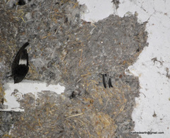 Apus affinis