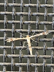 Trichoptilus ceramodes