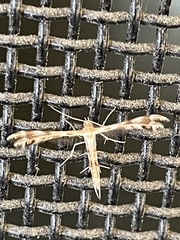 Trichoptilus ceramodes