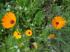 Calendula