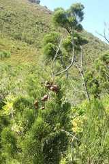 Widdringtonia nodiflora