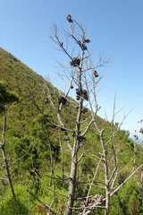 Widdringtonia nodiflora