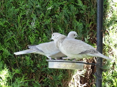 Streptopelia decaocto