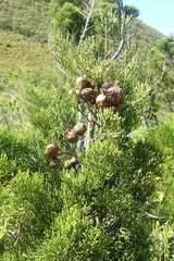 Widdringtonia nodiflora