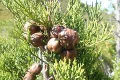 Widdringtonia nodiflora