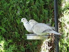 Streptopelia decaocto