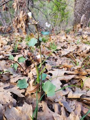 Cardamine pachystigma dissectifolia