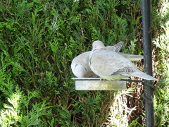 Streptopelia decaocto