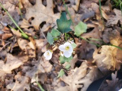 Cardamine pachystigma dissectifolia