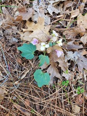 Cardamine pachystigma dissectifolia