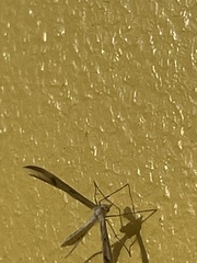 Platyptilia celidotus