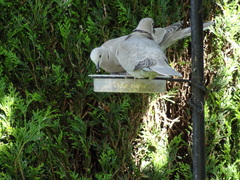 Streptopelia decaocto