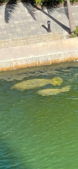 Trichechus