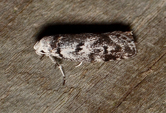 Lichenaula onychotypa