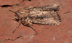 Dasygaster ligniplena