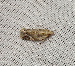 Euphona euphona