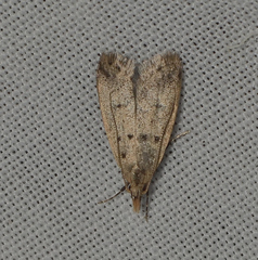 Atheropla decaspila