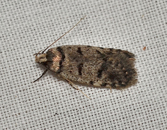 Scatochresis episema