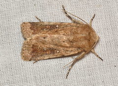 Proteuxoa senta