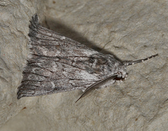 Cerura melanoglypta