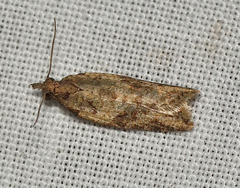 Dichelia sobriana