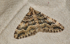 Epyaxa agelasta